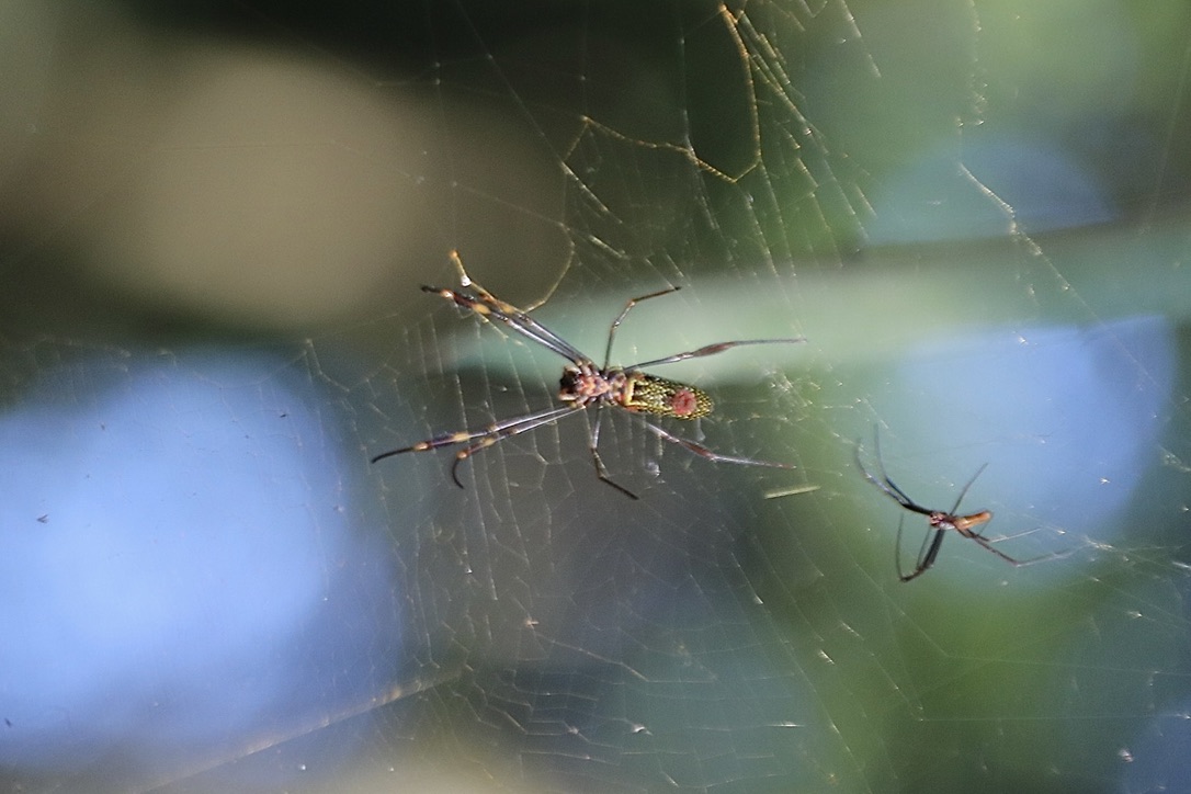 Spinne in Capiovi 