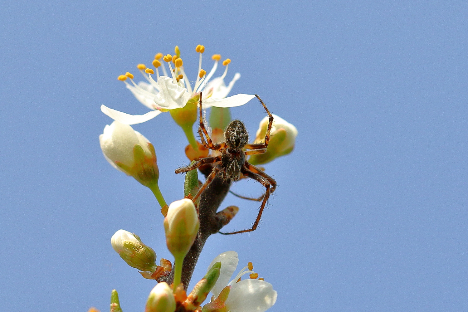 Spinne in den Blüten