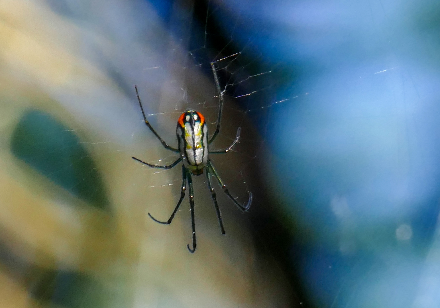 Spinne in den Harry P. Leu Gardens in Orlando