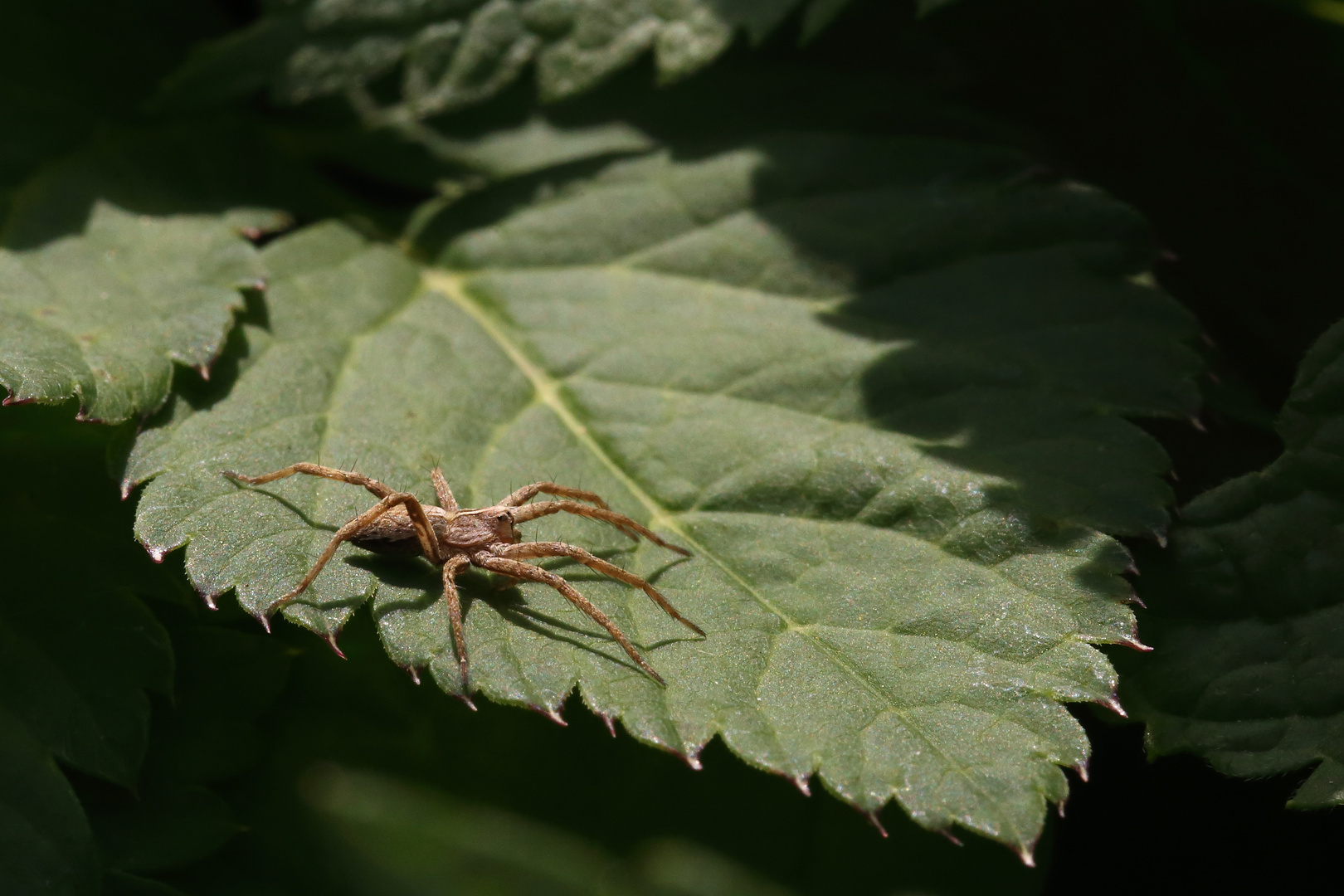 Spinne in der Abendsonne