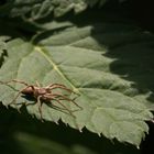 Spinne in der Abendsonne