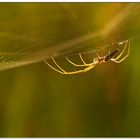 Spinne in der Abendsonne