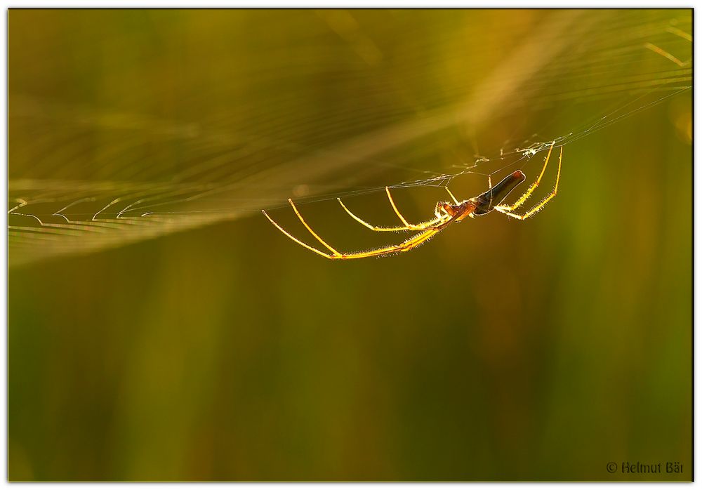 Spinne in der Abendsonne