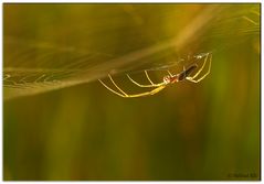 Spinne in der Abendsonne