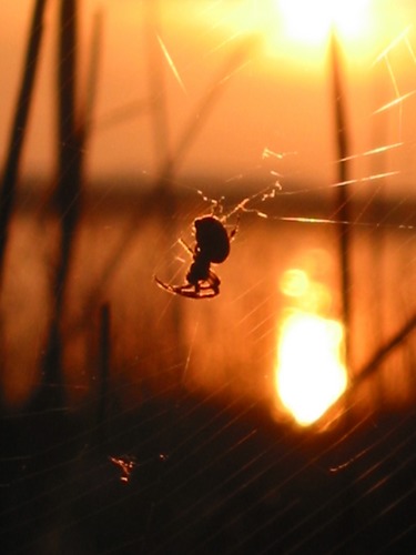 Spinne in der Abendsonne auf Usedom