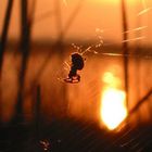 Spinne in der Abendsonne auf Usedom