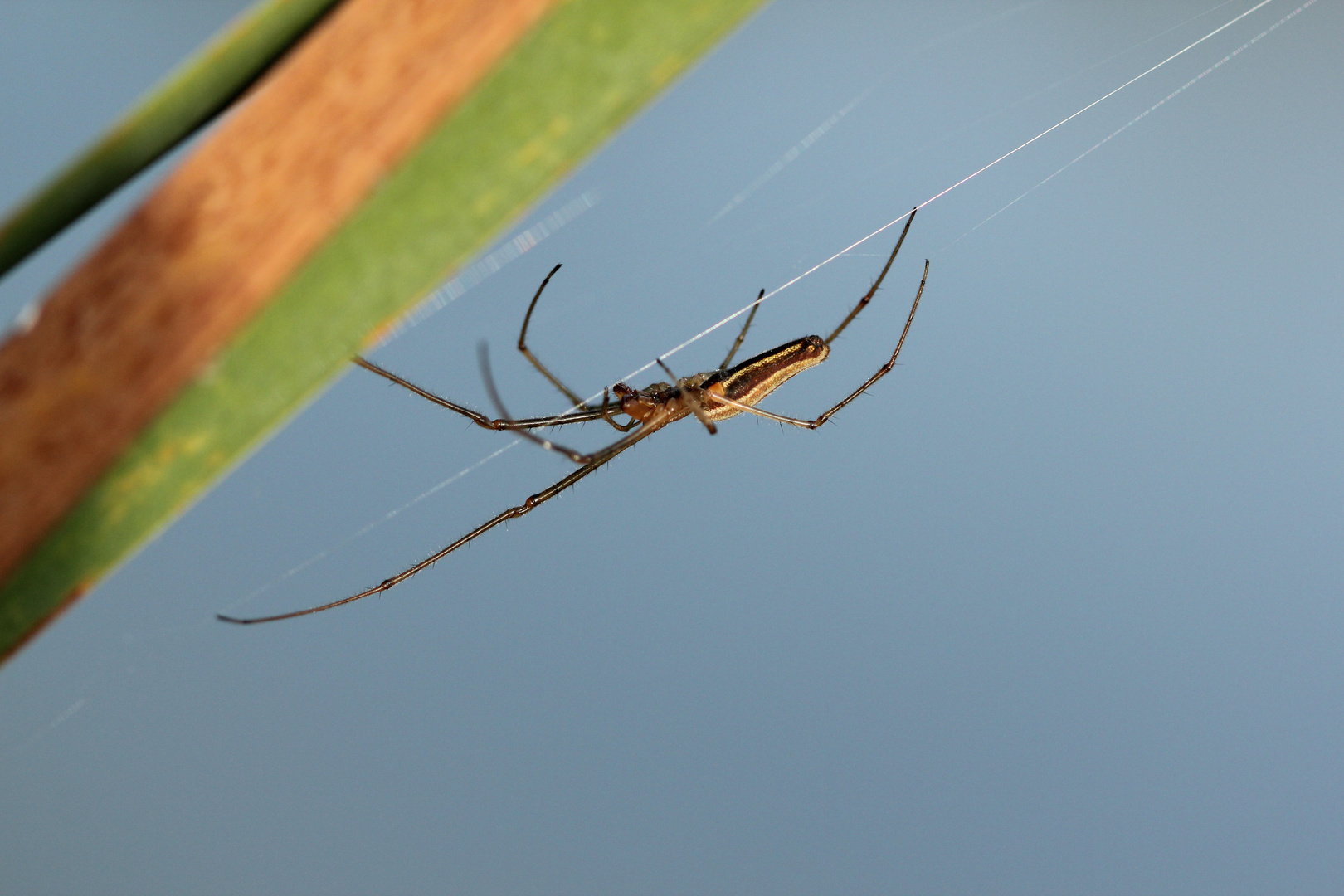 Spinne in der Abendsonne