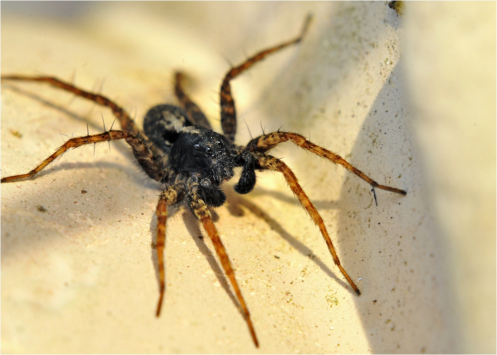 Spinne in der Abendsonne