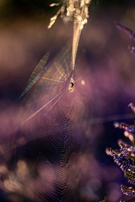 Spinne in der blühenden Heide
