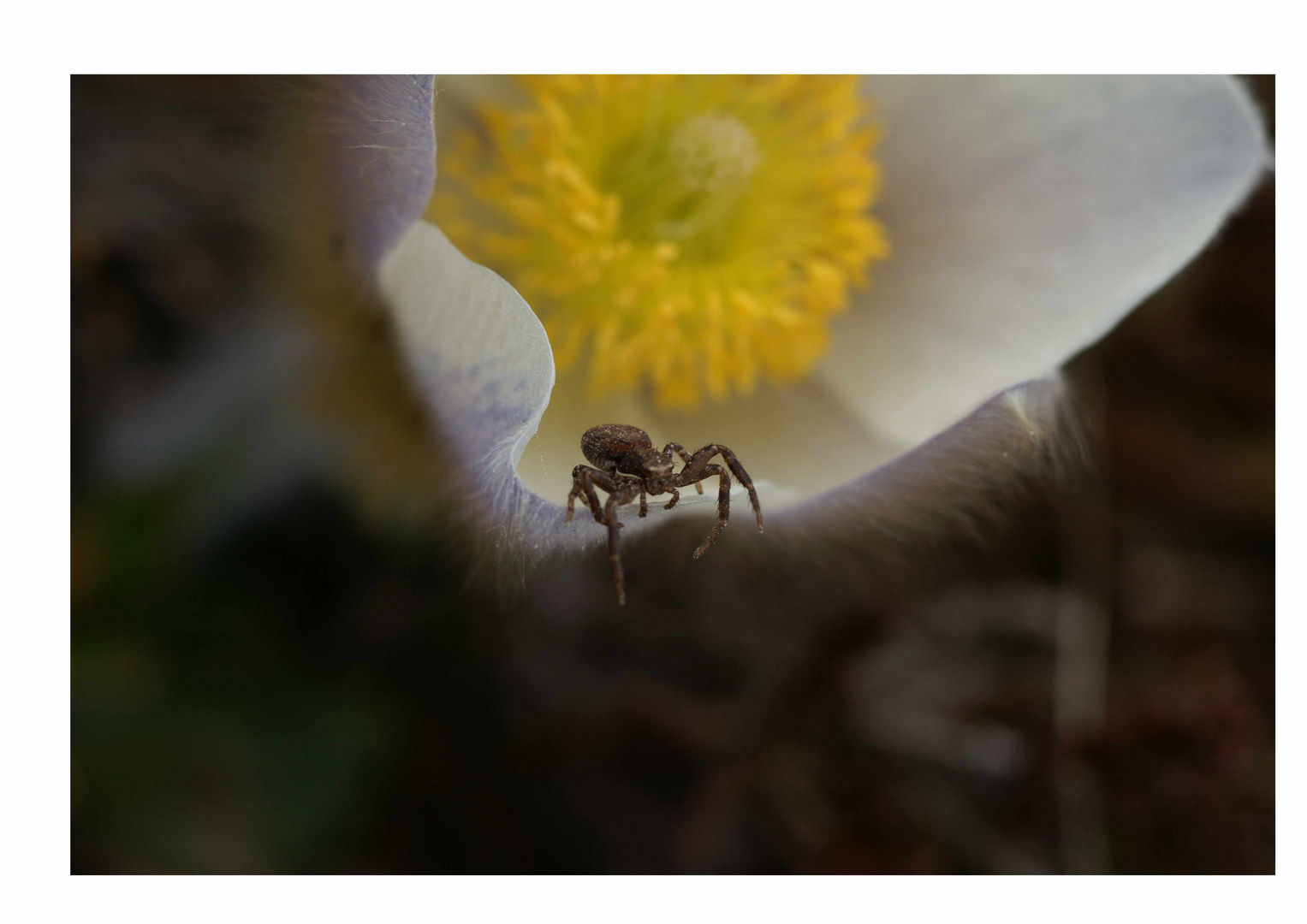 Spinne in der Blüte