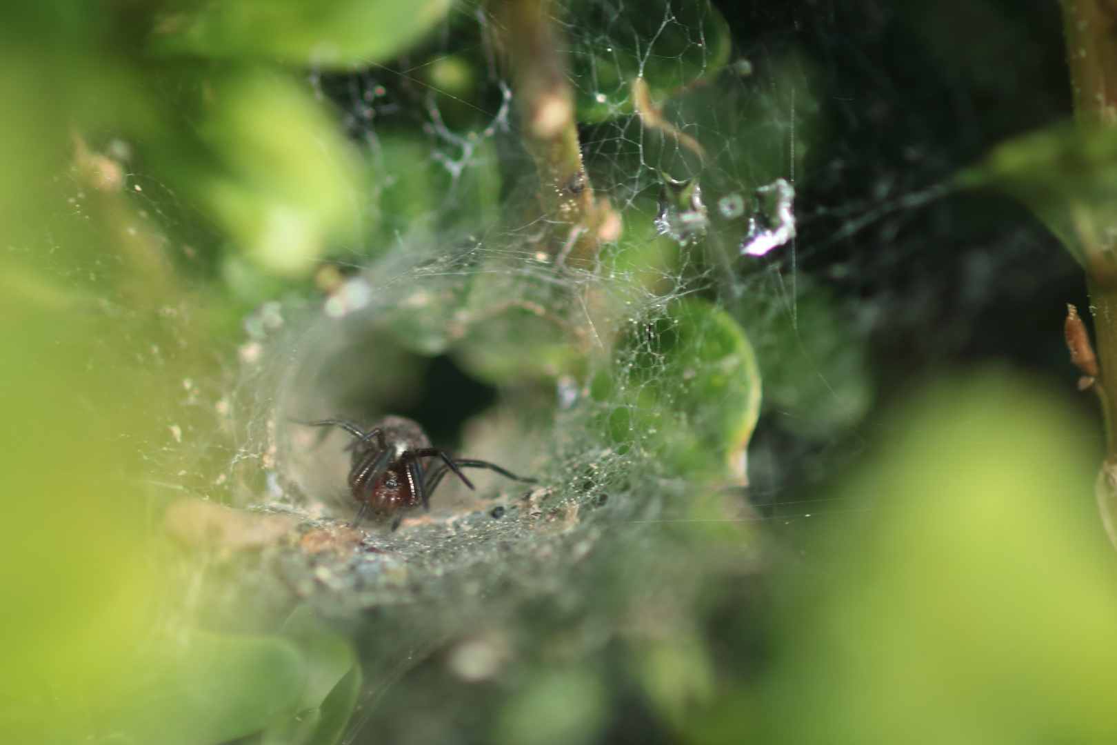 Spinne in der Buchsbaumhecke