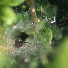 Spinne in der Buchsbaumhecke