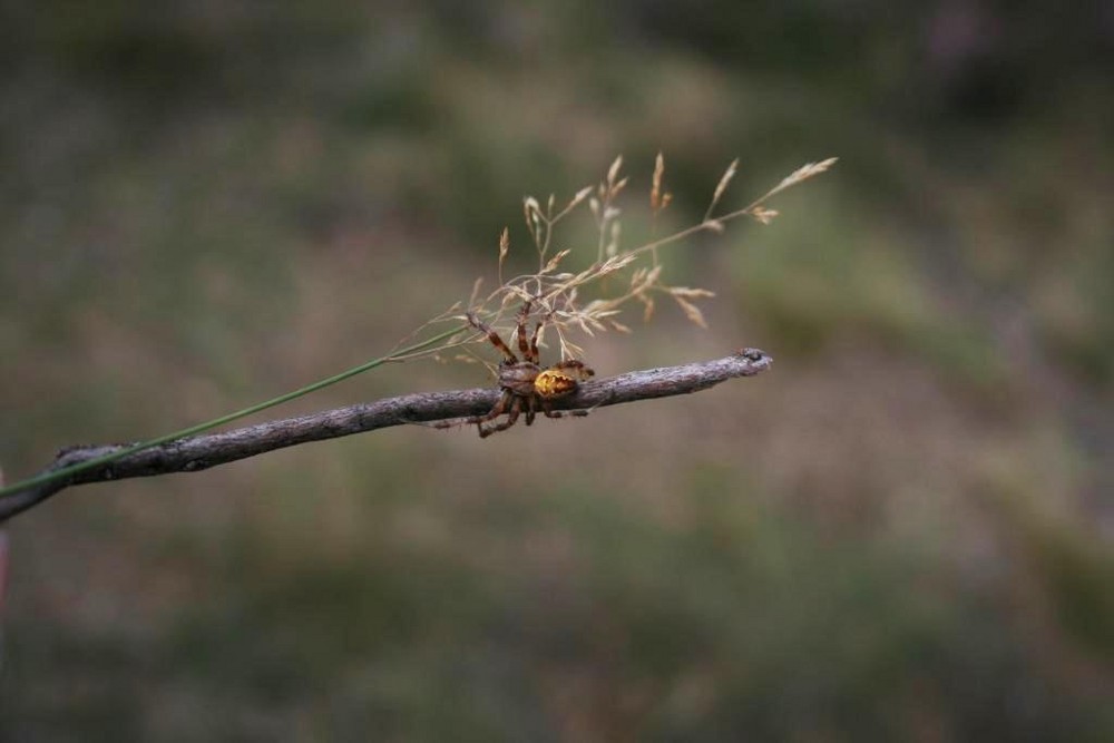 Spinne in der Heide