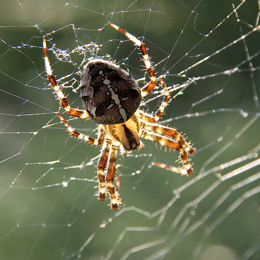 Spinne in der Herbstsonne