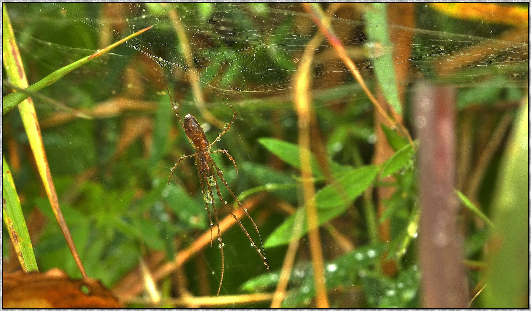 Spinne in der Morgenstarre im Tautropfen-Bad ; Dänemark, Sept. 2014 ( HDR Makro )