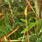 Spinne in der Morgenstarre im Tautropfen-Bad ; Dänemark, Sept. 2014 ( HDR Makro )