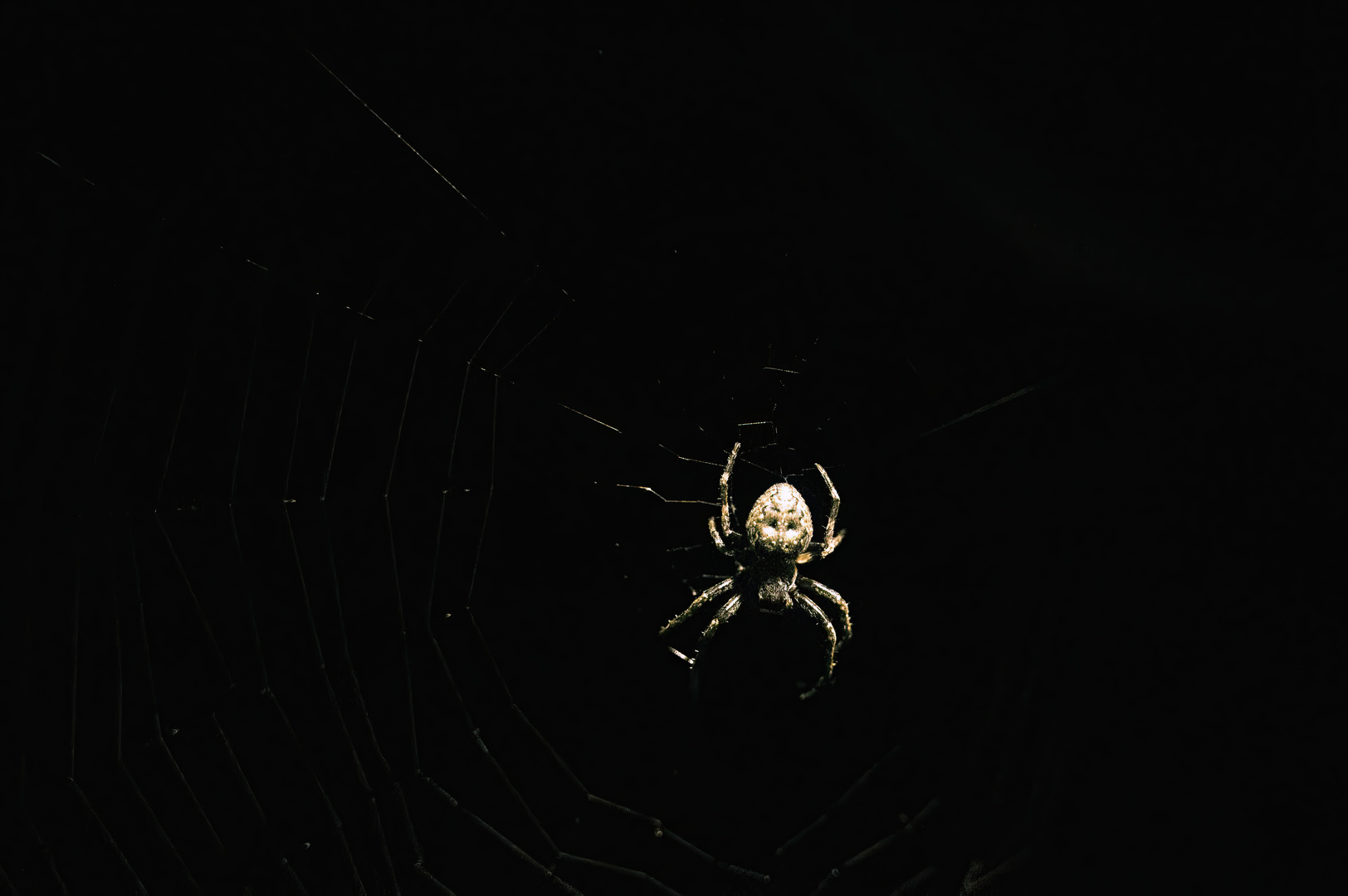 Spinne in der Nacht