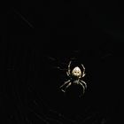 Spinne in der Nacht