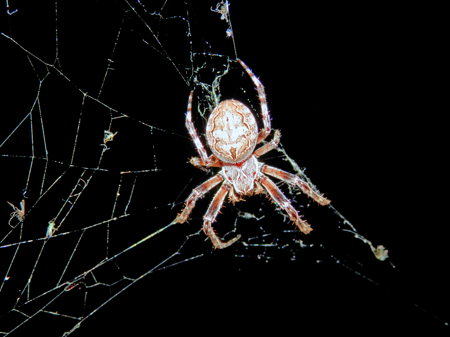 Spinne in der Nacht