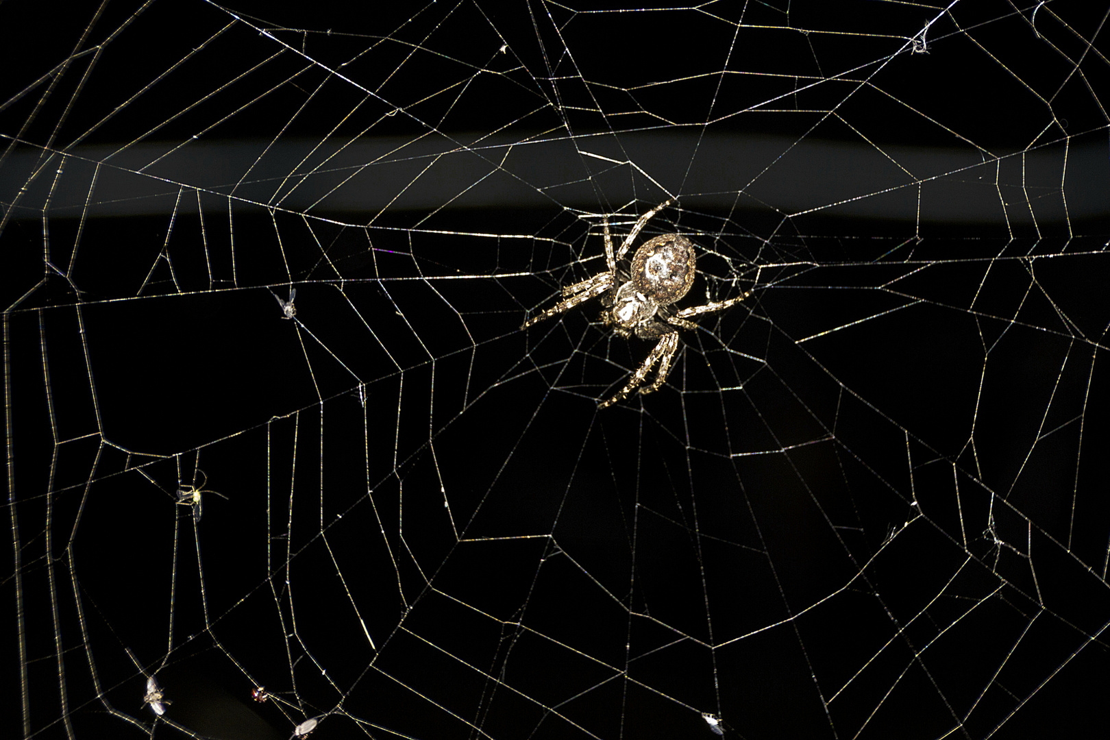 Spinne in der Nacht in ihrem Netz