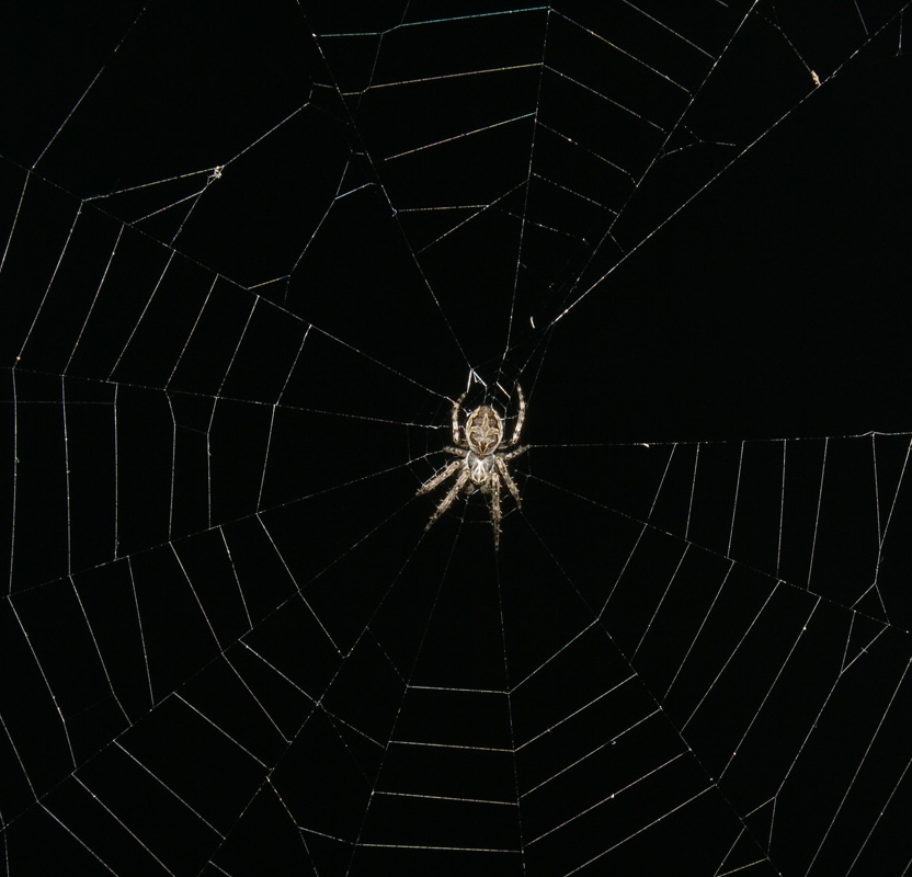 Spinne in der Nacht *Überarbeitet*