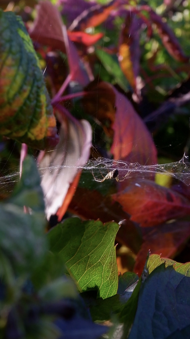 Spinne in der Oktobersonne 