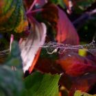 Spinne in der Oktobersonne 