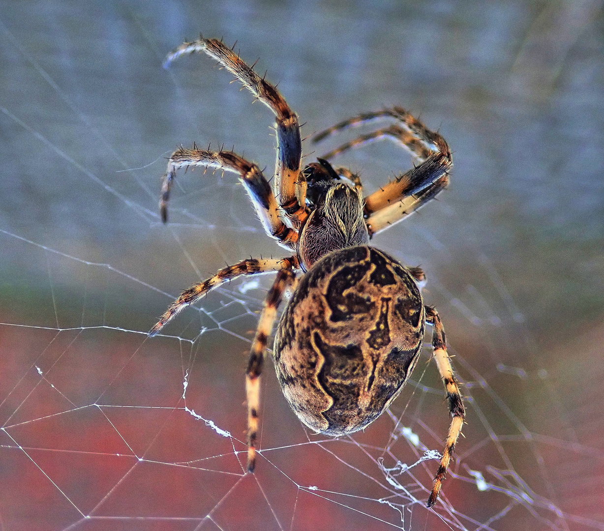 Spinne in der Schleuse Maadesiel !