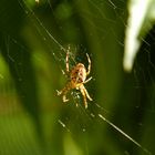 Spinne in der Sonne