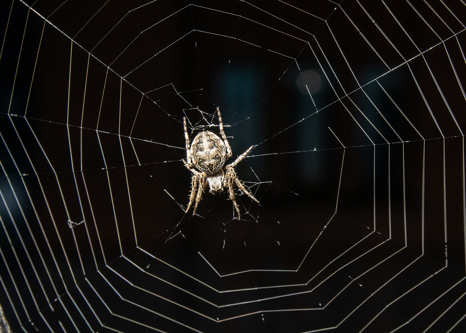 spinne in der speicherstadt -2-