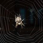 spinne in der speicherstadt -2-