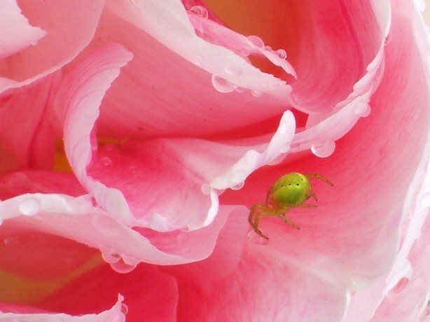 Spinne in der Tulpe