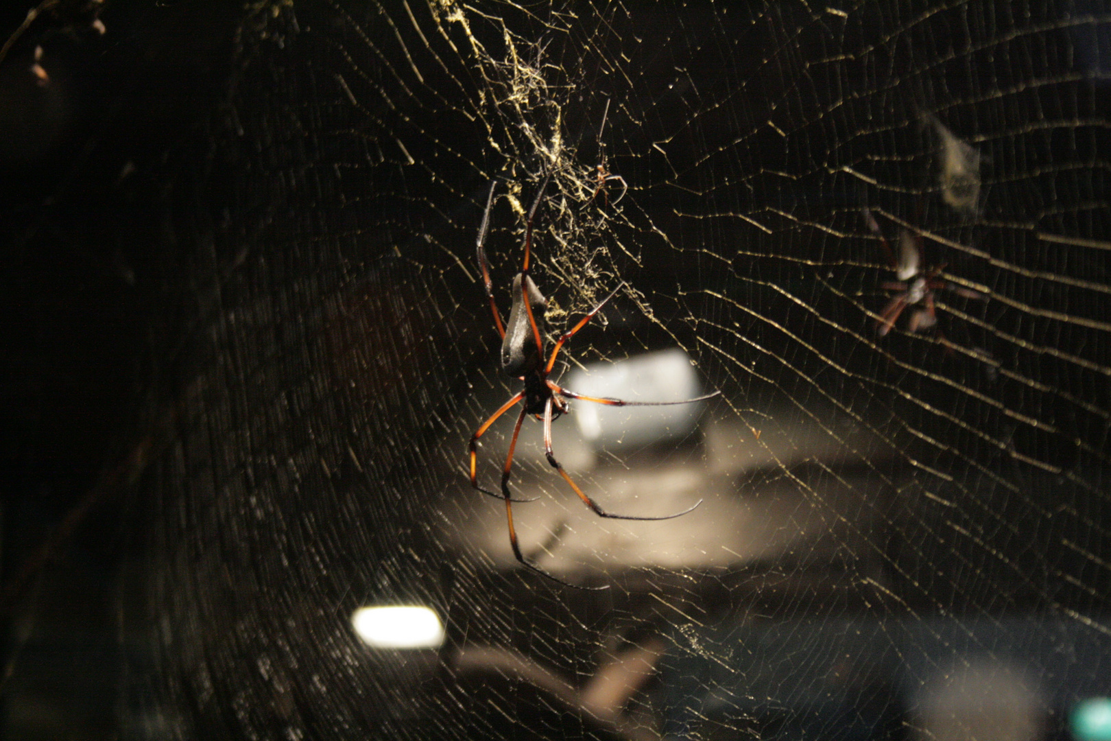 Spinne in der Wilhelma