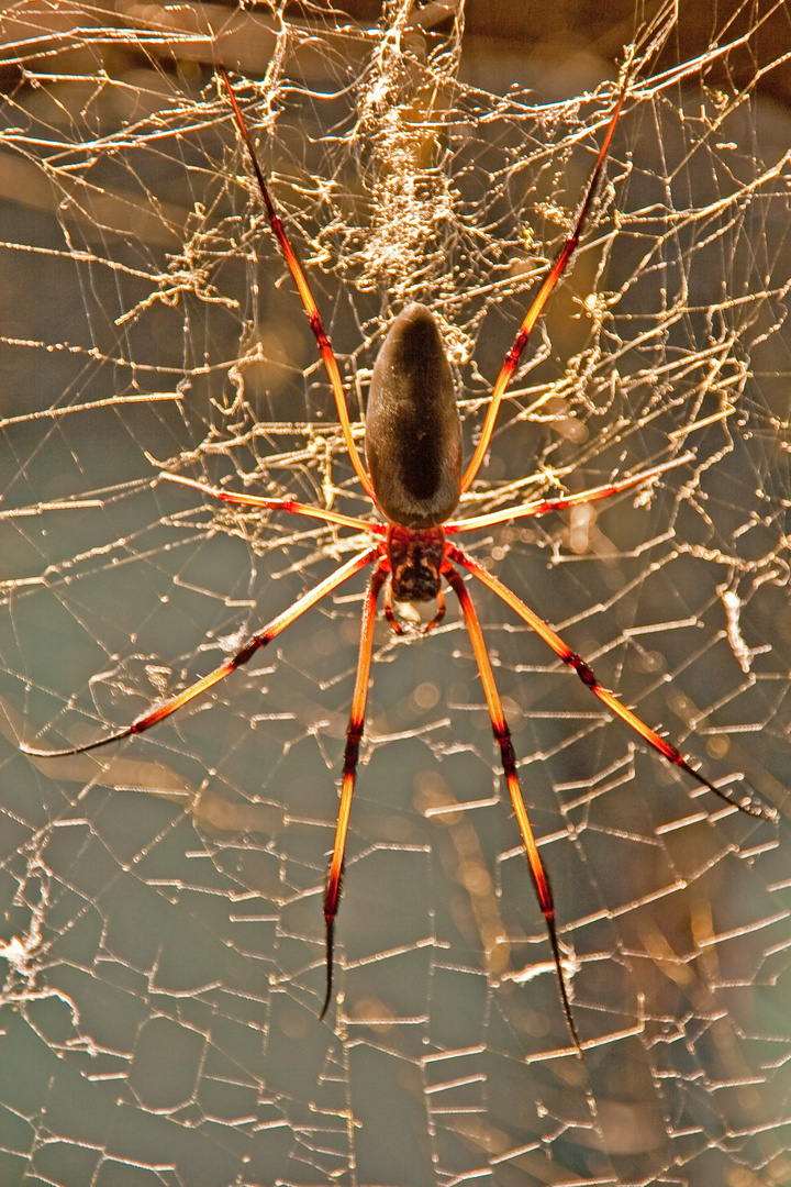 Spinne in der Wilhelma