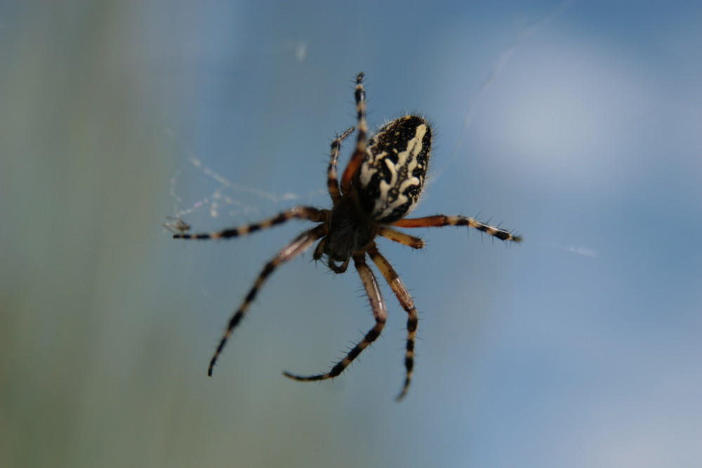 spinne in einem getreidefeld