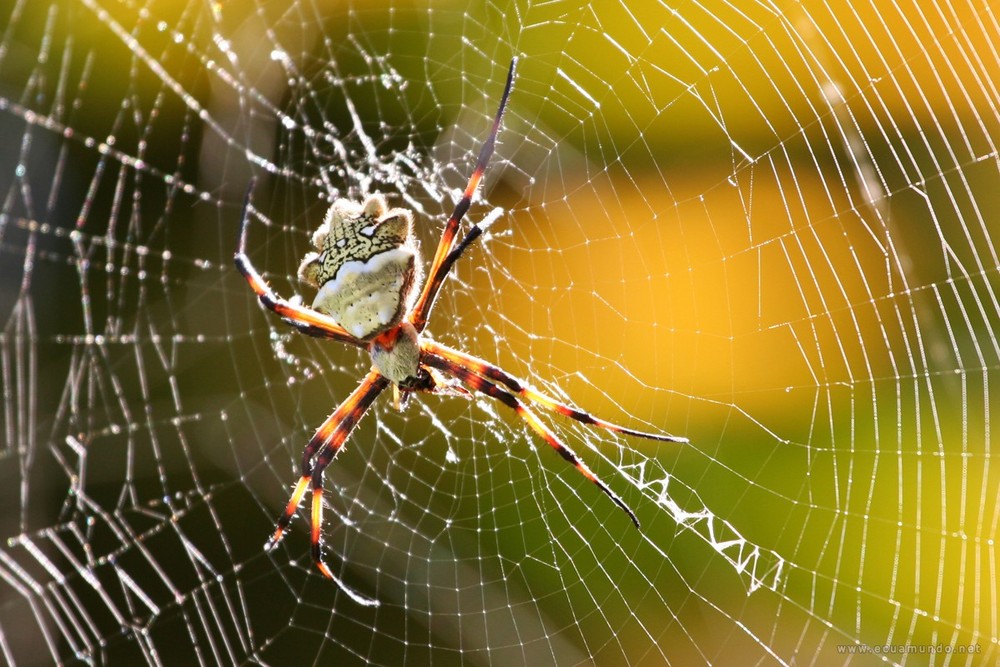 Spinne in einer Aloepflanze - spider between aloe branches