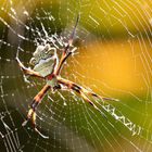 Spinne in einer Aloepflanze - spider between aloe branches