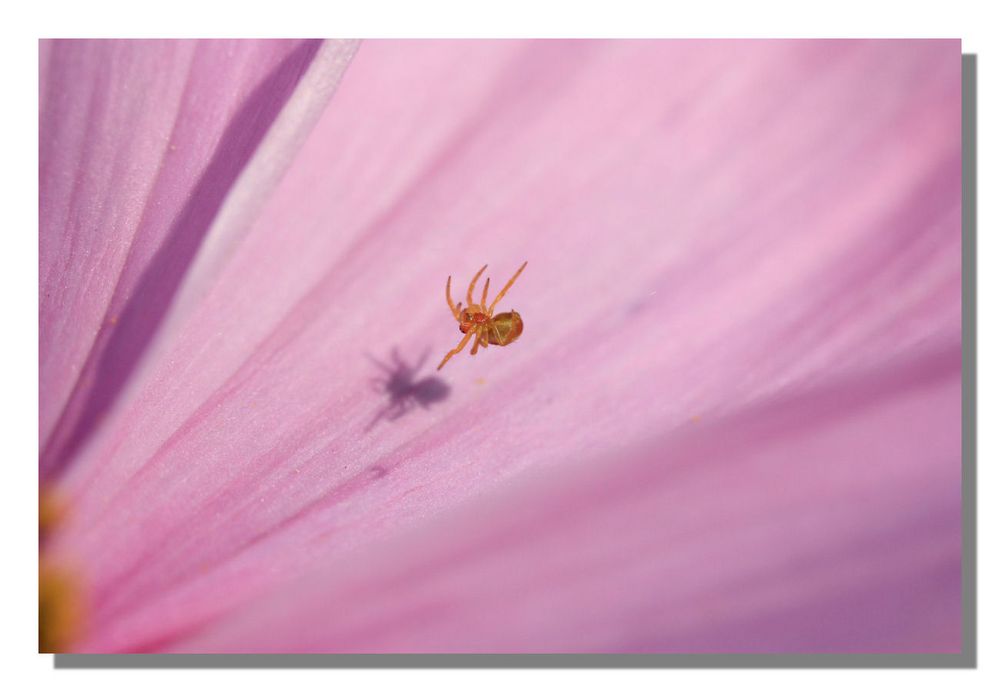 Spinne in einer Cosmea - Blüte