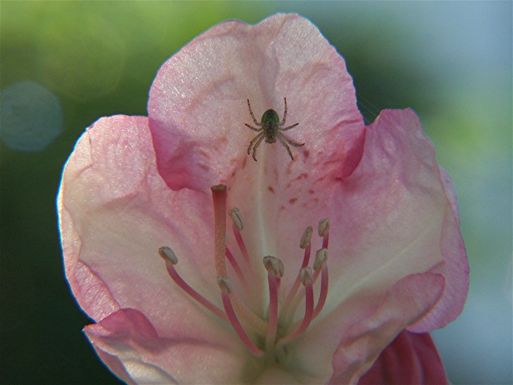 Spinne in einer Rhododendronblüte