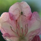 Spinne in einer Rhododendronblüte