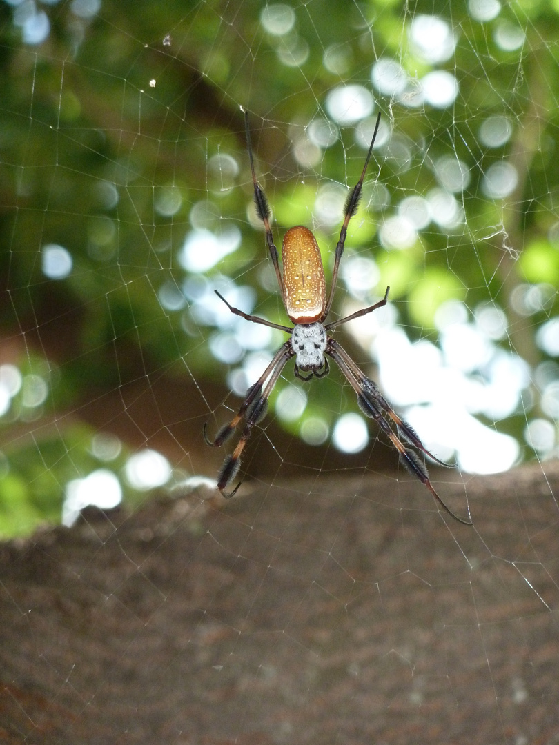 Spinne in Florida