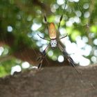 Spinne in Florida