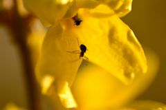 Spinne in Forsythien-Blüte