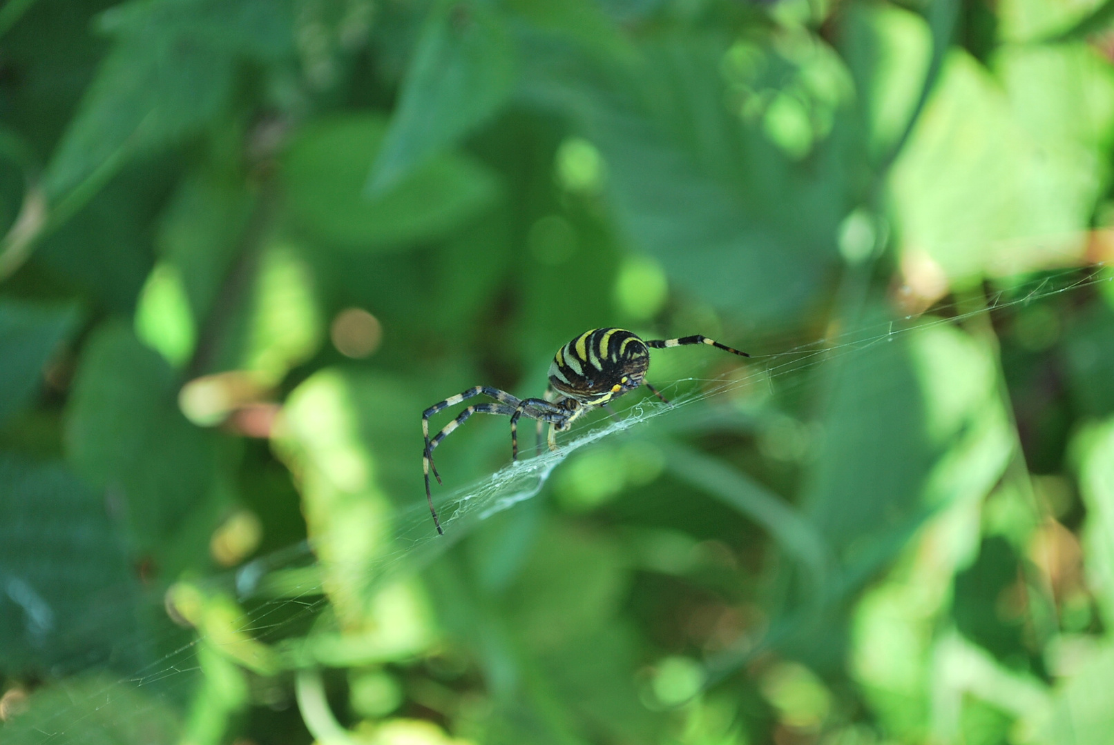 Spinne in freier Natur