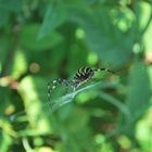 Spinne in freier Natur