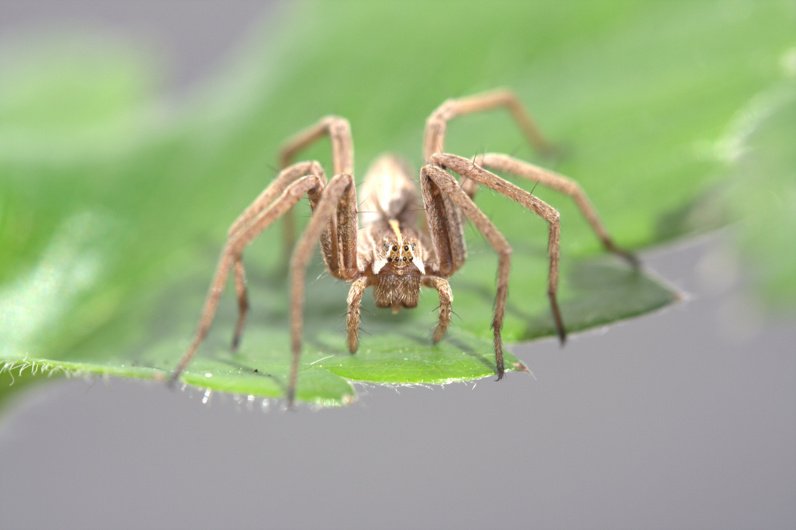 Spinne in Garten