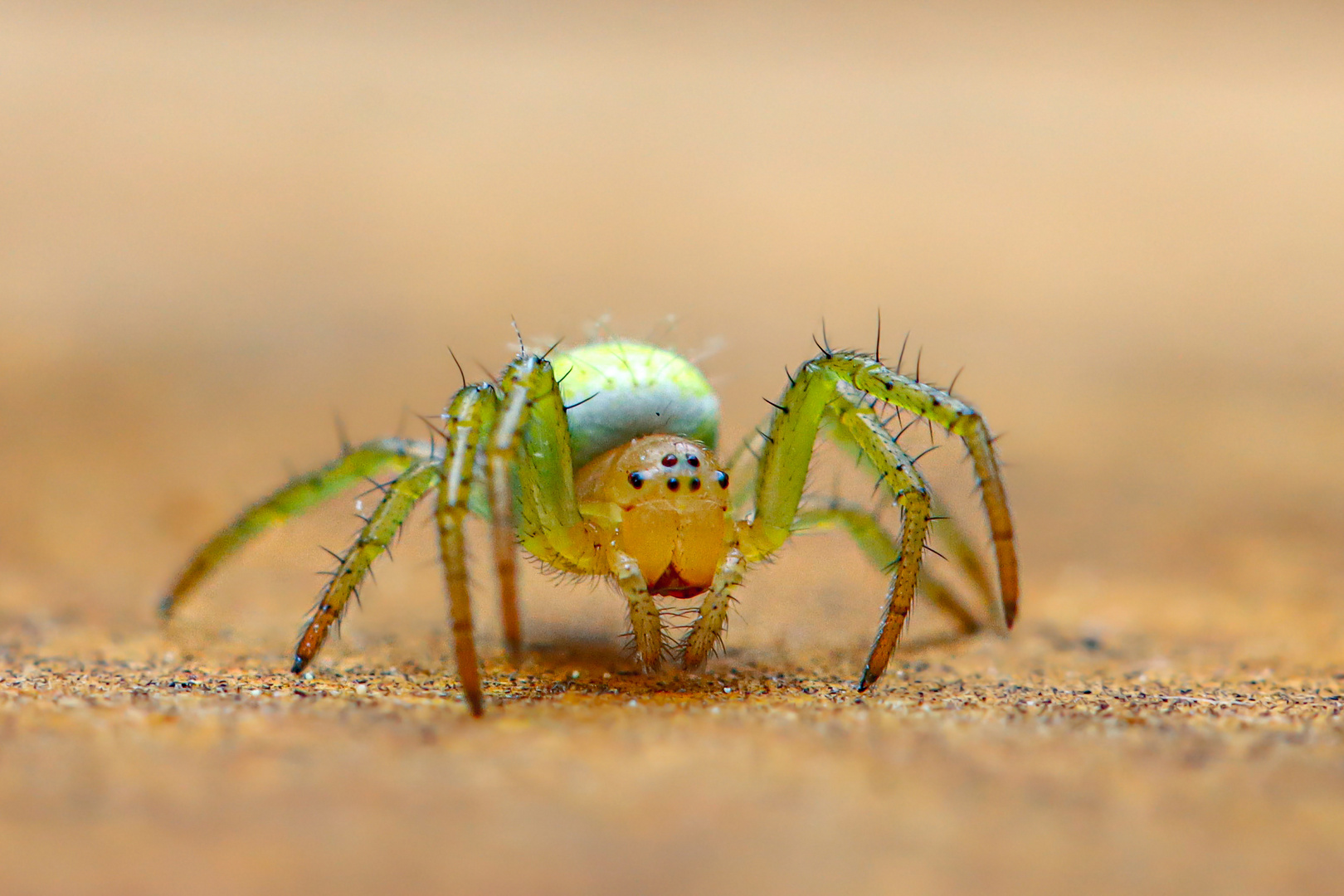 Spinne in grün