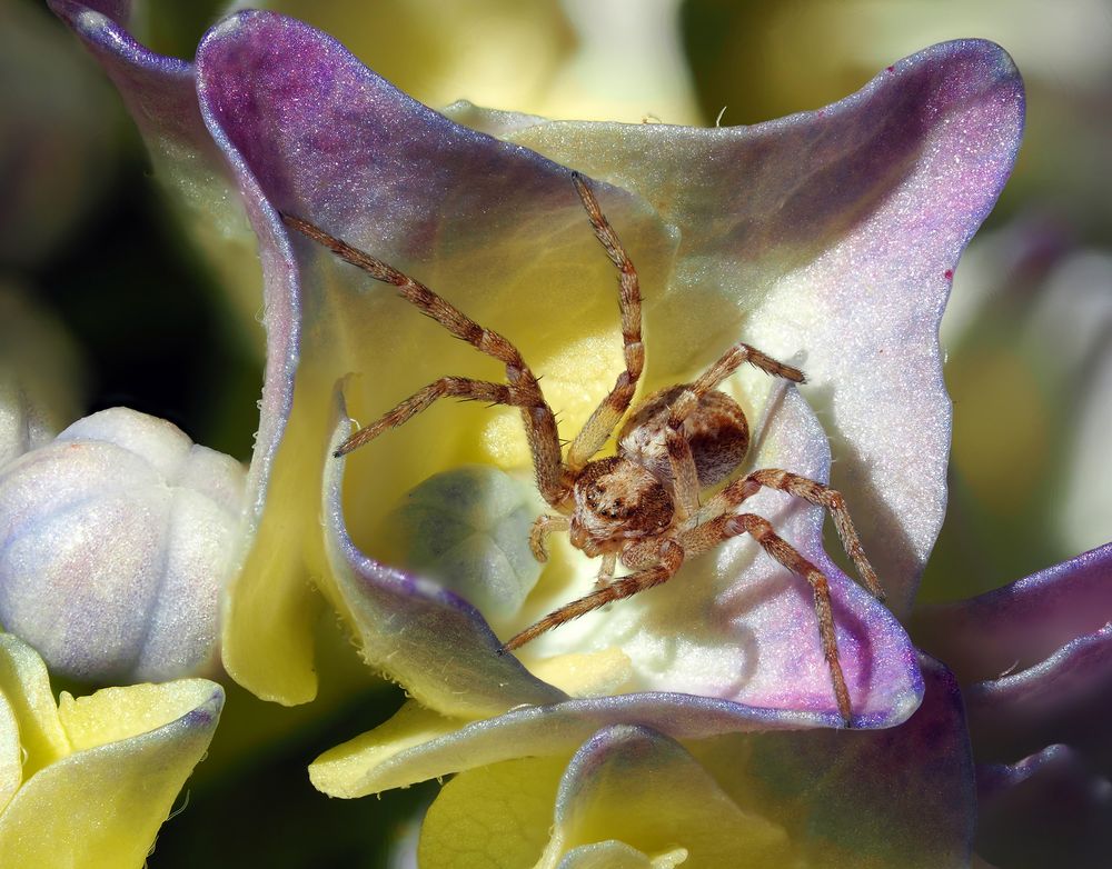 Spinne in Hortensie