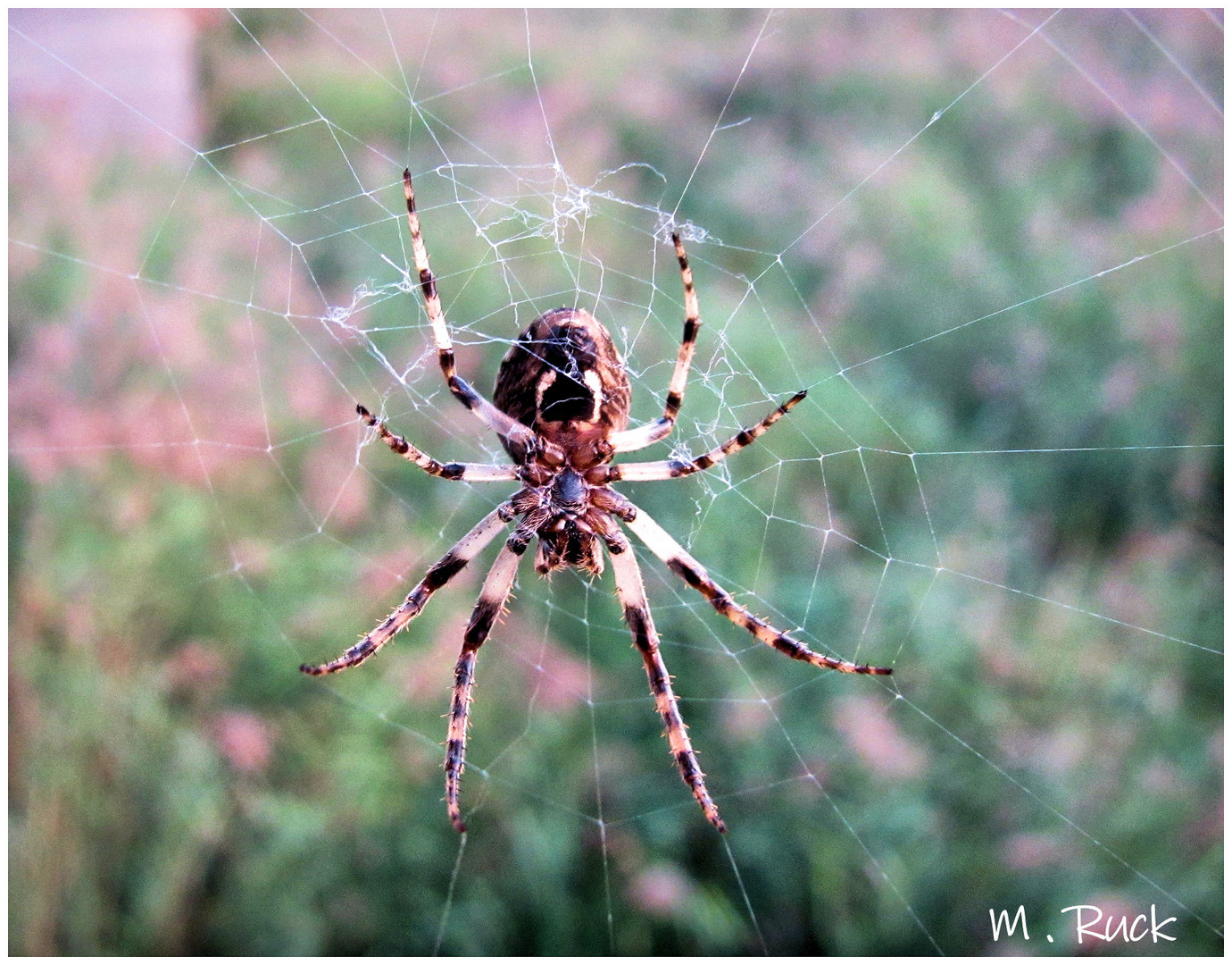 Spinne in ihrem Netz 