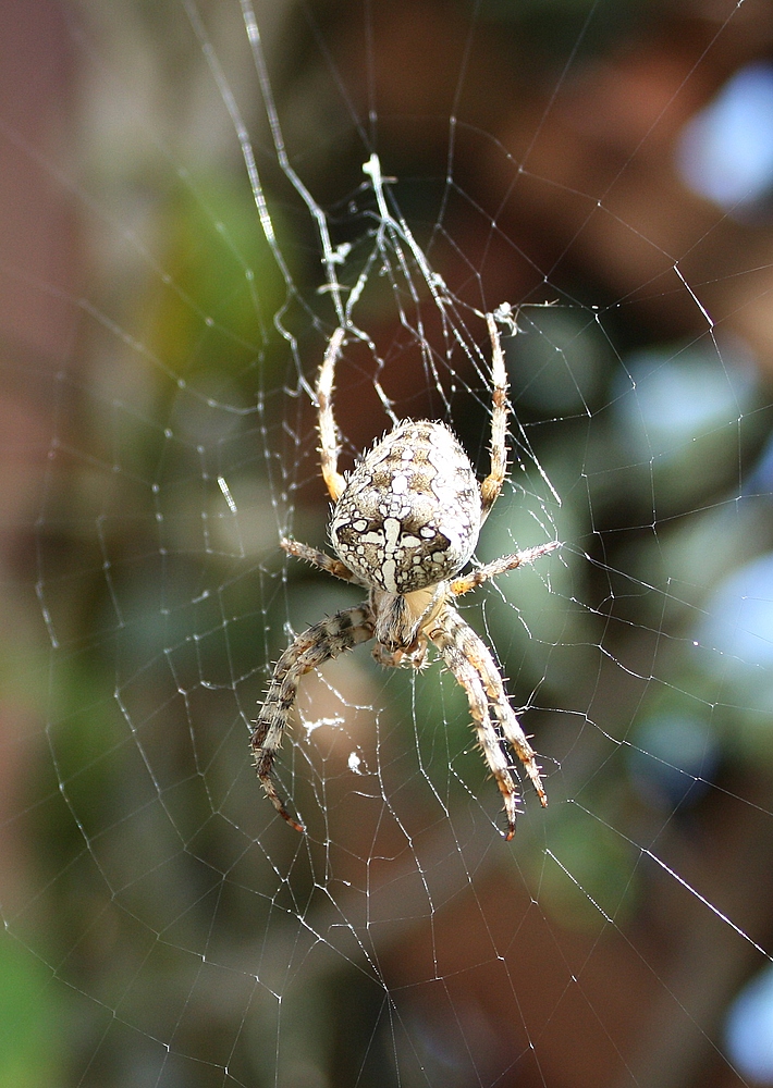 Spinne in Lauerstellung